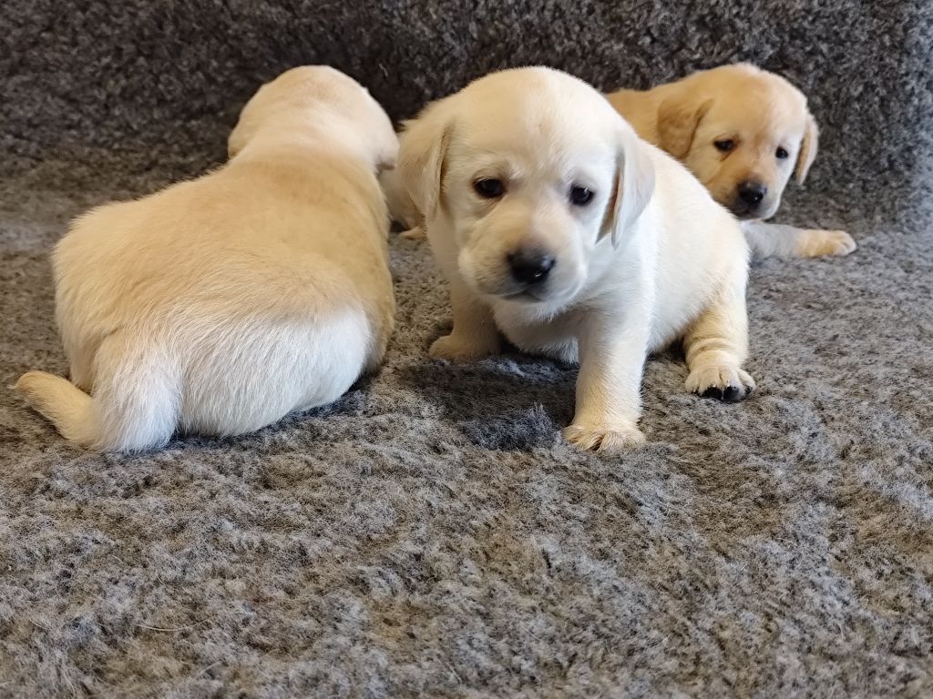 du verger de la placette - Chiot disponible  - Labrador Retriever