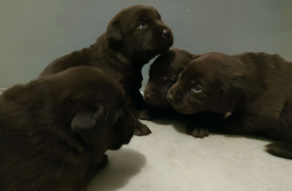 chiot Labrador Retriever du verger de la placette