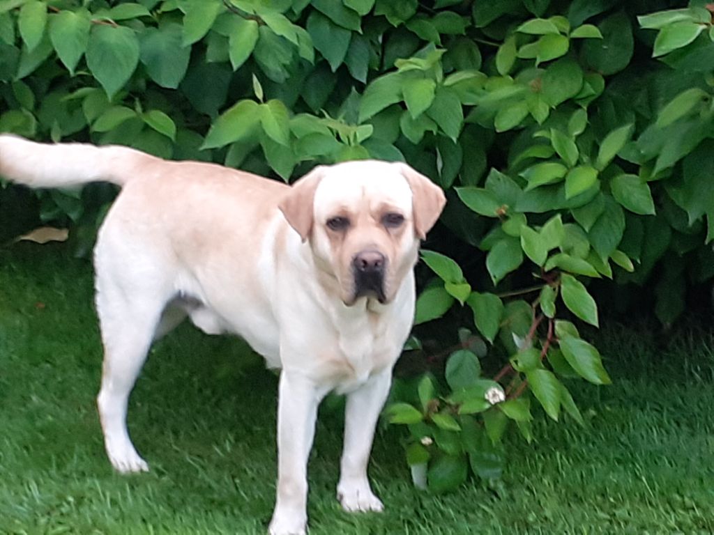 Pulco du verger de la placette