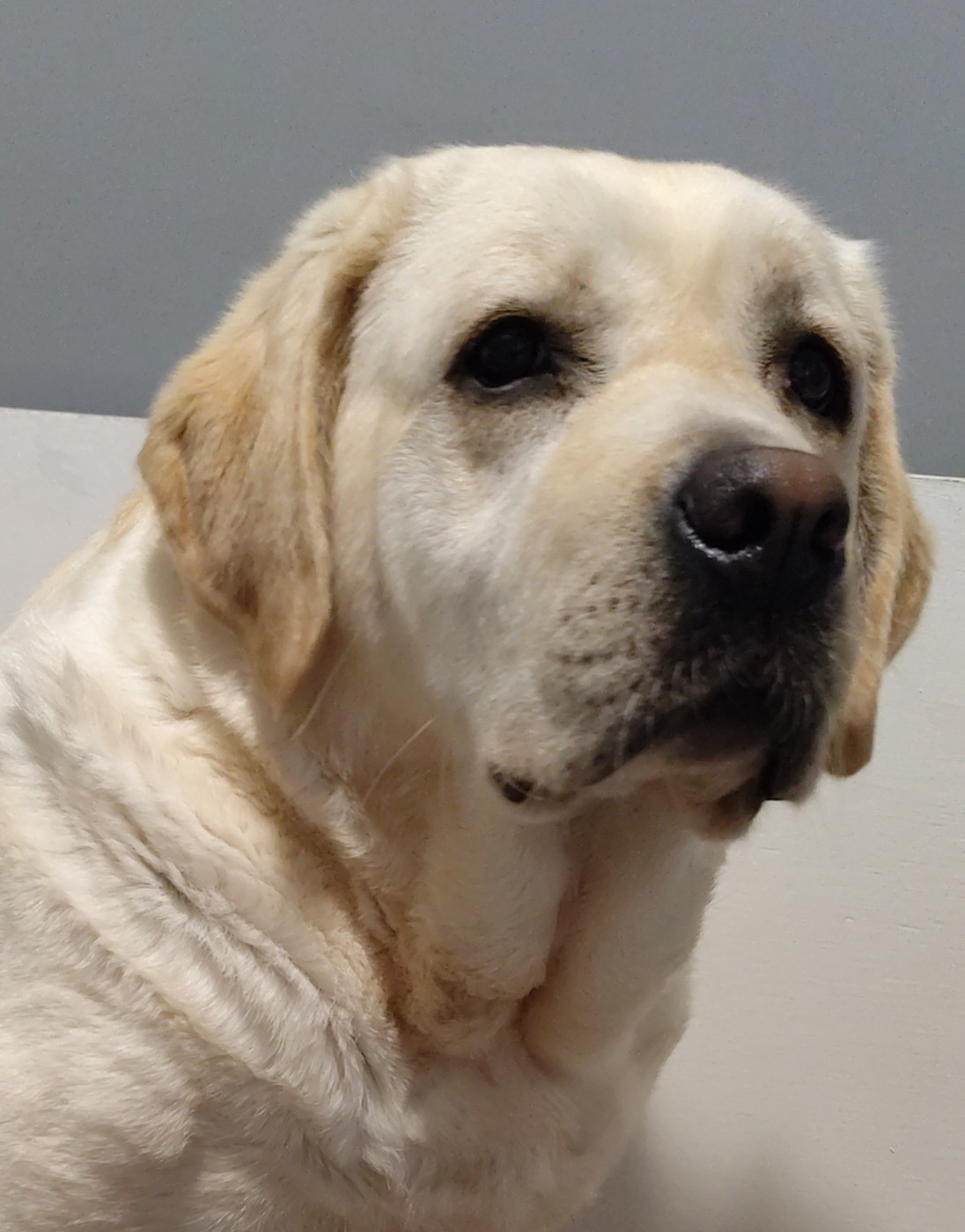 TINA  du verger de la placette