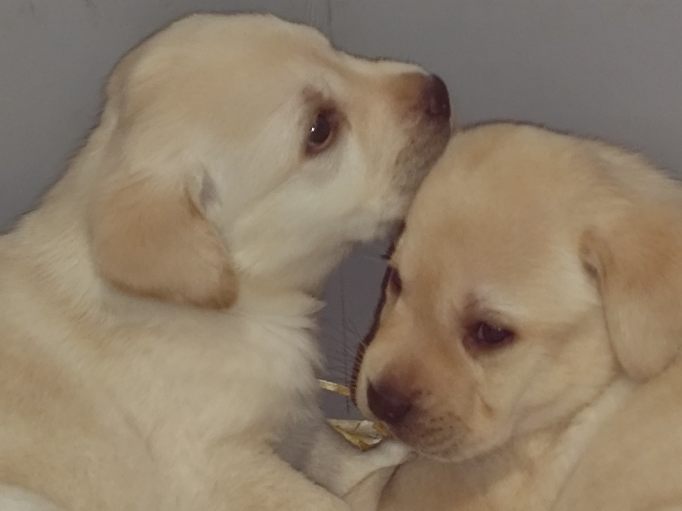du verger de la placette - Chiots disponibles - Labrador Retriever