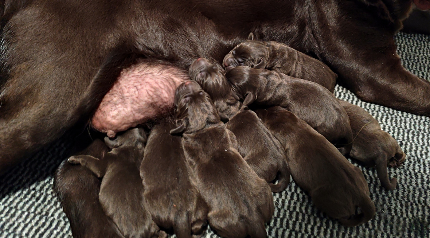 du verger de la placette - Labrador Retriever - Portée née le 23/01/2026