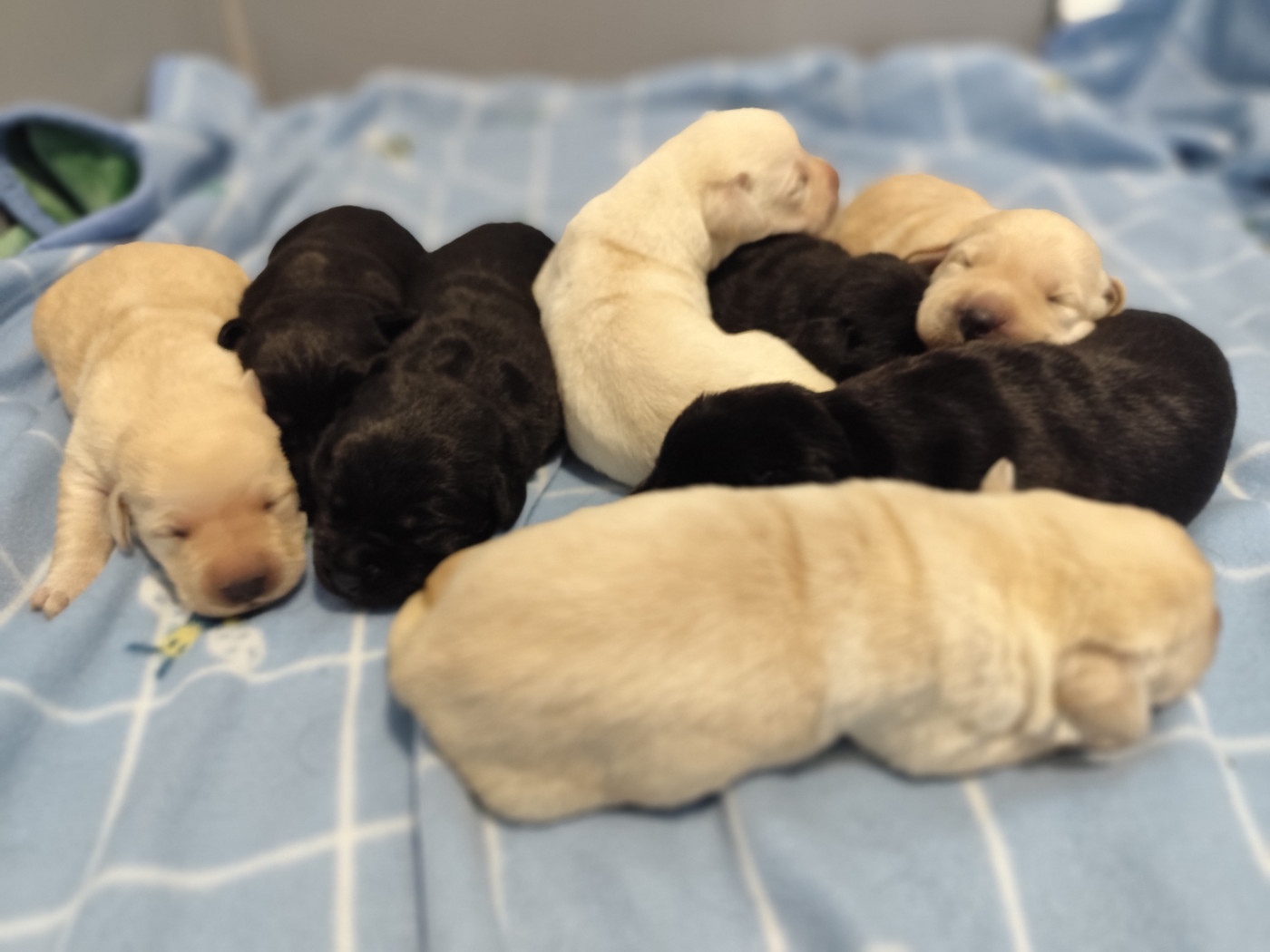 du verger de la placette - Labrador Retriever - Portée née le 13/07/2026